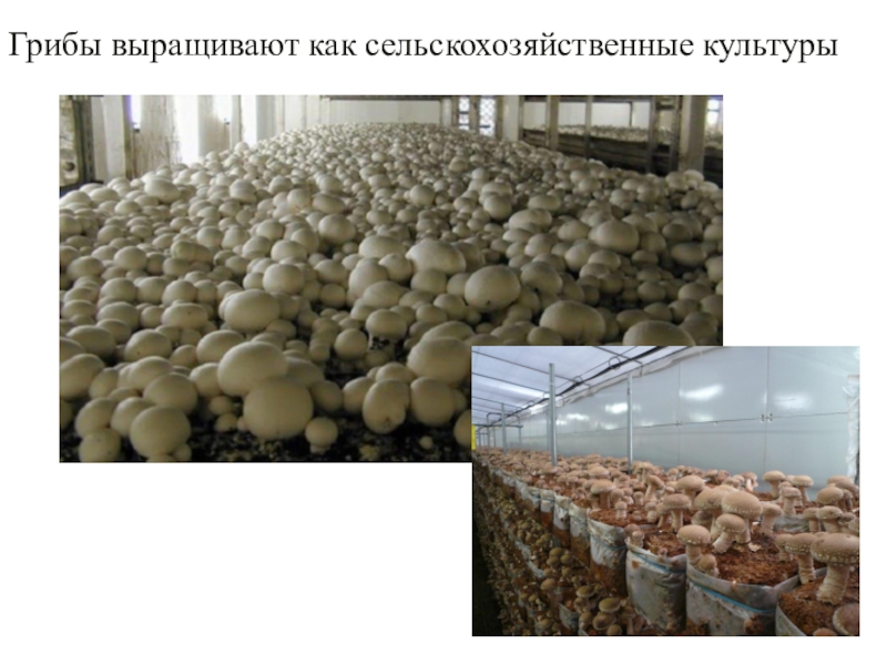 Культивируемые грибы и условия выращивания