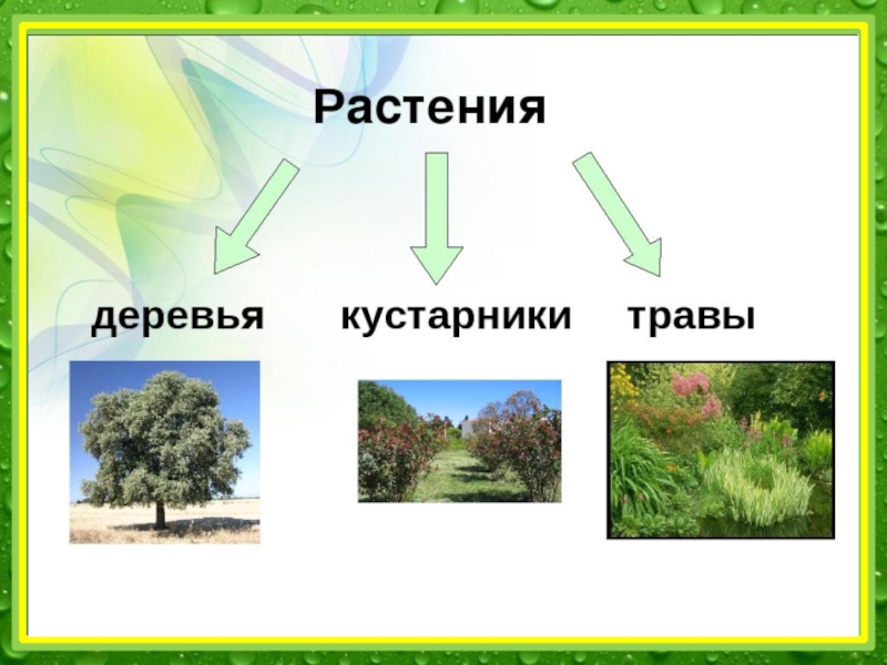 Дерево кустарник травянистое. Растения деревья кустарники травы. Деревья, ку, тарники, травы. Дерево куст трава. Группы растений деревья кустарники и травы.