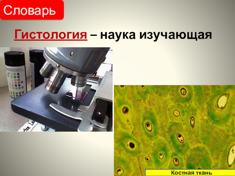 Наука изучающая поверхность. Наука изучающая ткани. Гистология наука. Глоссарий по гистологии. Раздел биологии изучающий ткани.