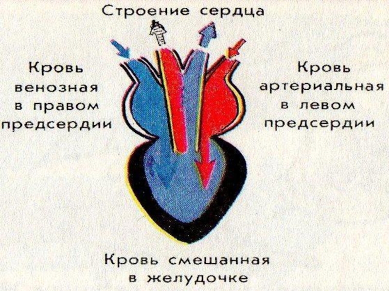 Сердце земноводных схема