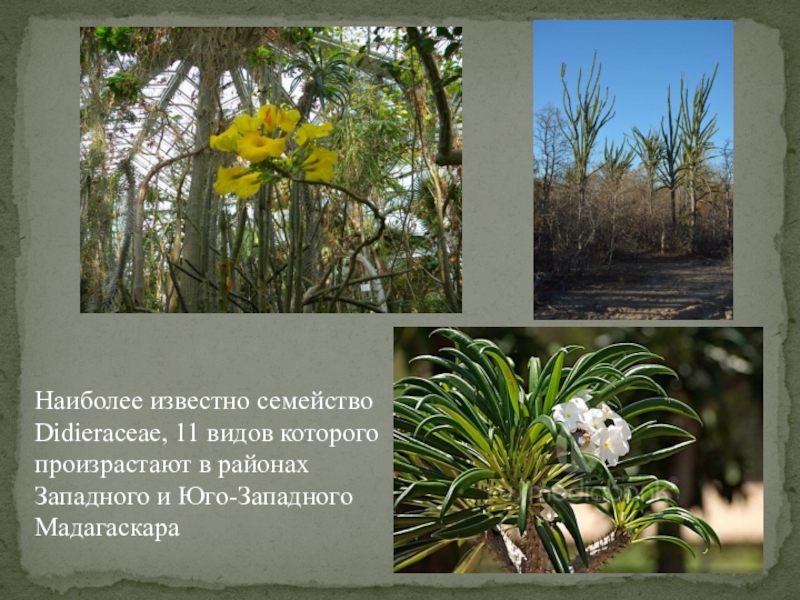 Наиболее известно семейство Didieraceae, 11 видов которого произрастают в районах Западного и Юго-Западного Мадагаскара