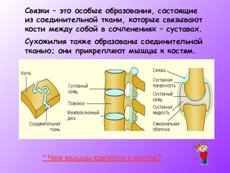 Обратите внимание на соединение костей между собой