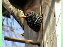 Презентация Урок 44 РОДСТВЕННЫЕ СЛОВА. КОРЕНЬ СЛОВА