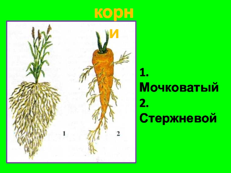 Строение мочковатой и стержневой системы