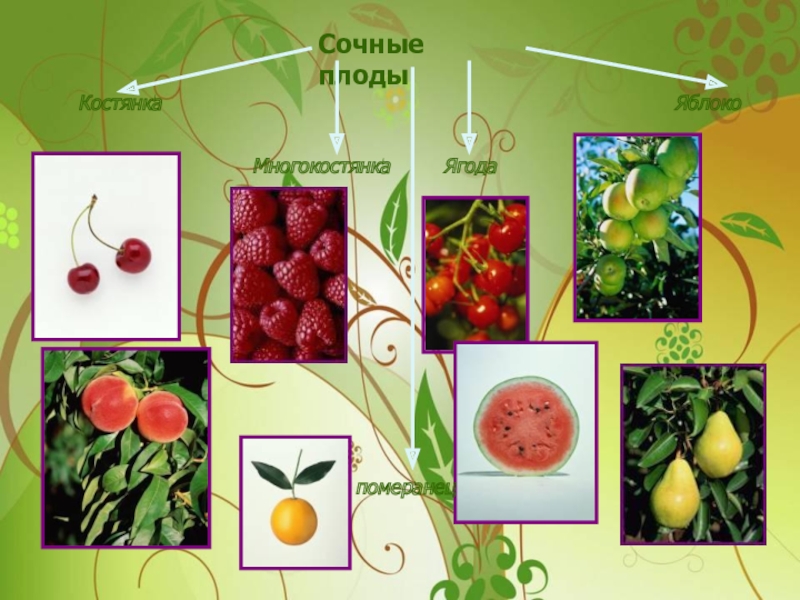 Назовите сочные плоды. Сочные плоды. Плоды растений. Сочная костянка плод. Сочные плоды ягода.