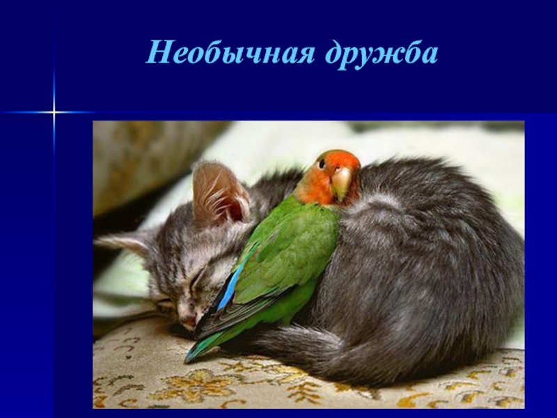 необычная дружба. необычной была дружба этих. слон и другое животное. необычной была дружба этих. ю-ю изложение 5 класс.