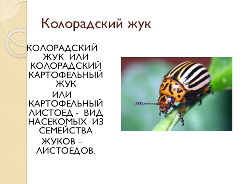 Презентация по биологии на тему насекомые вредители