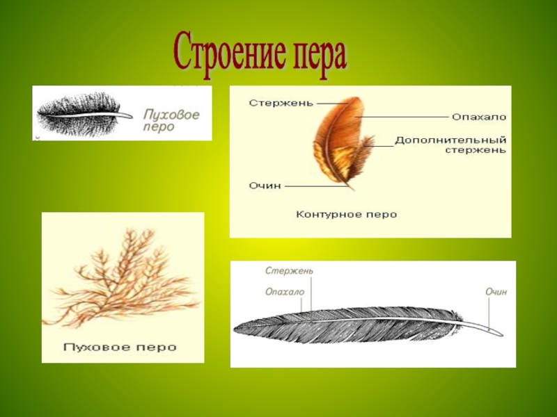 Перья птиц окружающий мир 1 класс