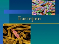 Презентация к уроку на тему Бактерии 7 класс