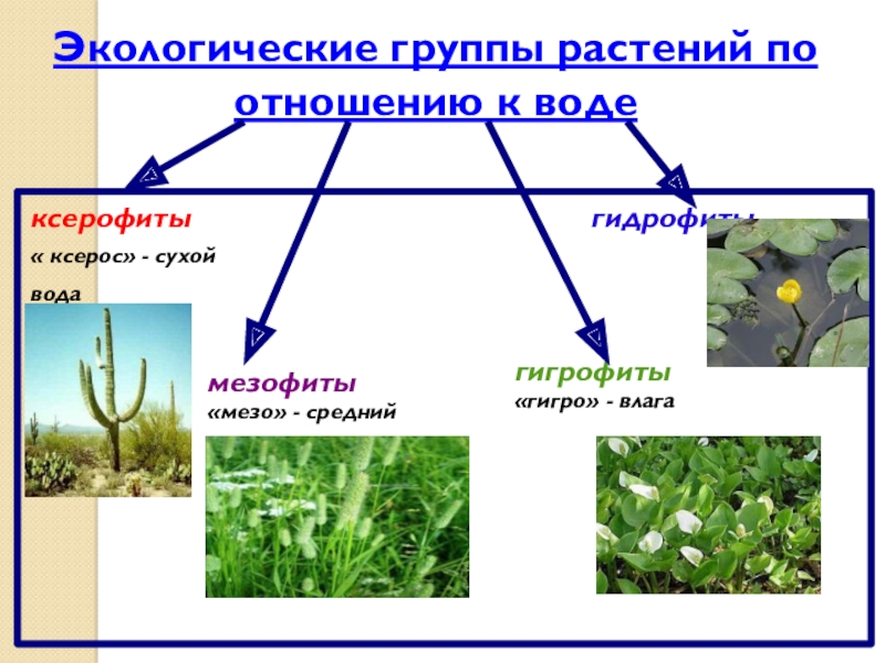 Группы растений
