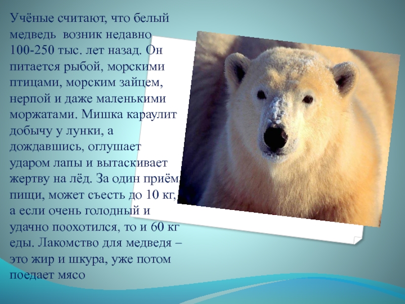 Медведь годы жизни. Описание медведя. Классификация белого медведя. Какого цвета белый медведь. Какого цвета язык у белого медведя.