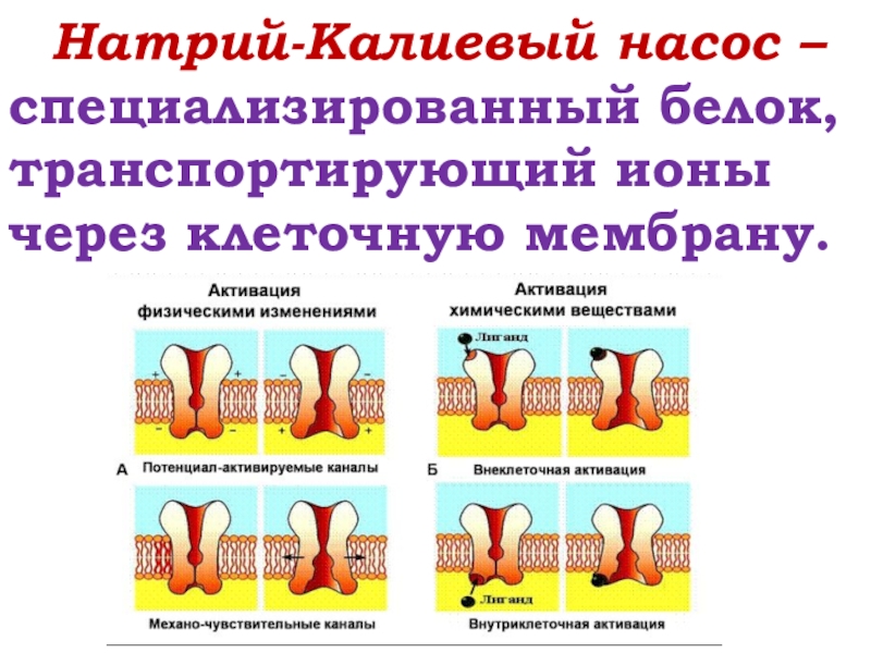 Натрий калиевый насос схема