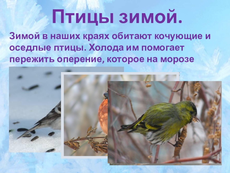 Образ жизни птиц леса. Зимующие птицы нашего края. Зимняя жизнь птиц. Рассказ о жизни птиц зимой. Изменения птиц зимой.
