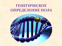 Презентация к уроку Генетическое определение пола