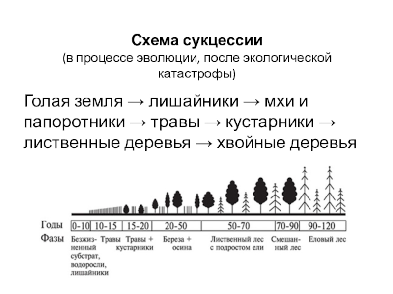 Схема сукцессии (в процессе эволюции, после экологической катастрофы)Голая земля → лишайники → мхи и папоротники → травы