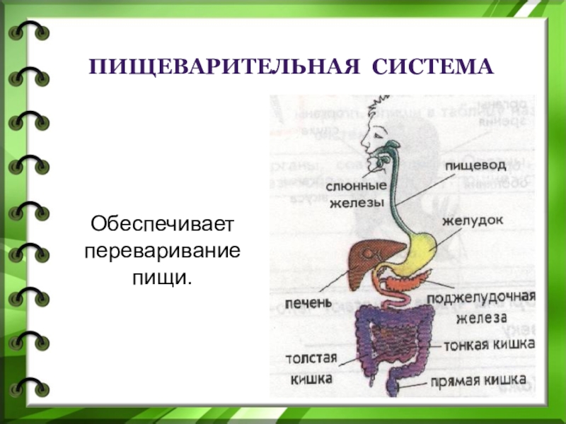 Презентация про пищеварительную систему