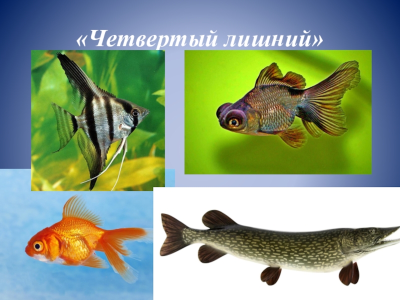 Аквариумные рыбки для дошкольников. Аквариумные рыбки для детей. Пресноводные и аквариумные рыбки для дошкольников. Пресноводные аквариумные рыбы.