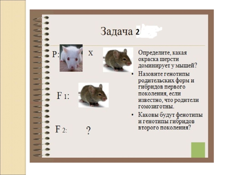 Рассмотрите схему определите какой признак белая или серая окраска шерсти доминирует у крыс