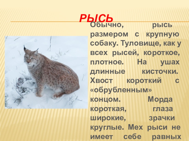 РысьОбычно, рысь размером с крупную собаку. Туловище, как у всех рысей, короткое, плотное. На ушах длинные кисточки.