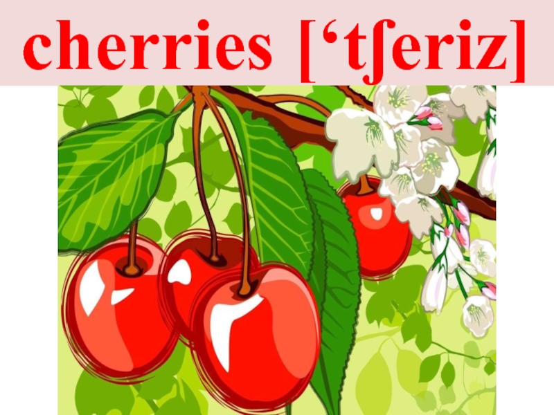 cherries [‘tʃeriz]