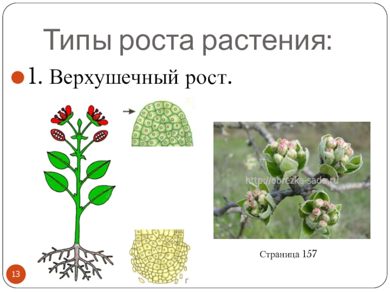 Рост это в биологии. Типы роста верхушечный рост. Типы роста растений. Верхушечный рост растений. Боковой Тип роста растения.