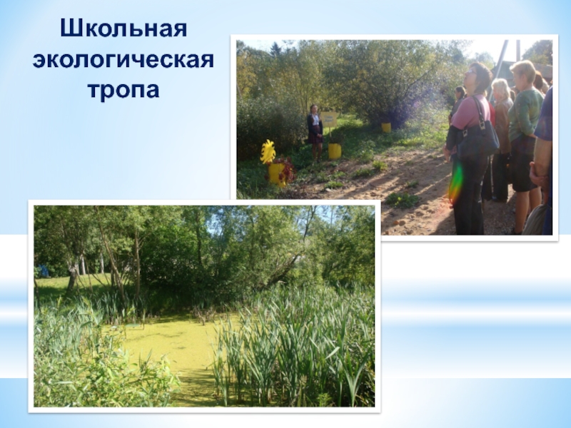 экологическая тропа школа жизни в сиверской. экотропа сиверский. школьная тропа. школьная тропа. школьная тропа.