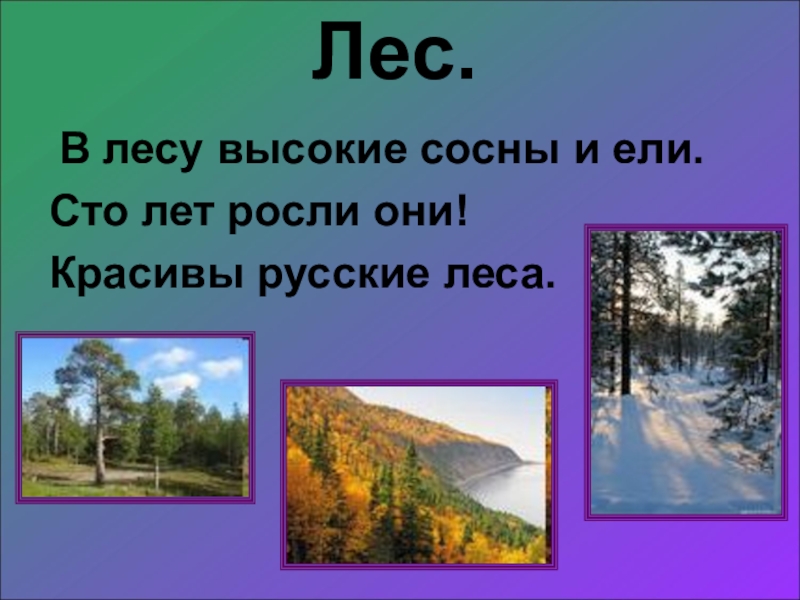 Ели 100. Лес в лесу высокие сосны и ели СТО лет росли они красивы русские леса. В лесу высокие сосны и ели. Предложение к слову лес. Предложение со словом леса.