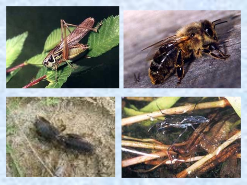 Адаптация насекомых к сезонным изменениям. Адаптация насекомых в природе. Сезонные адаптации насекомых. Приспособления насекомых.