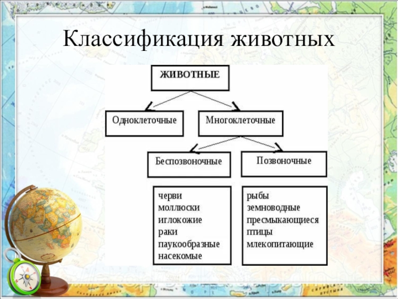 Схема систематики животных