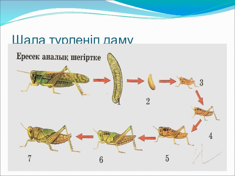 Жануарлардағы онтогенездің тура және жанама типтері презентация