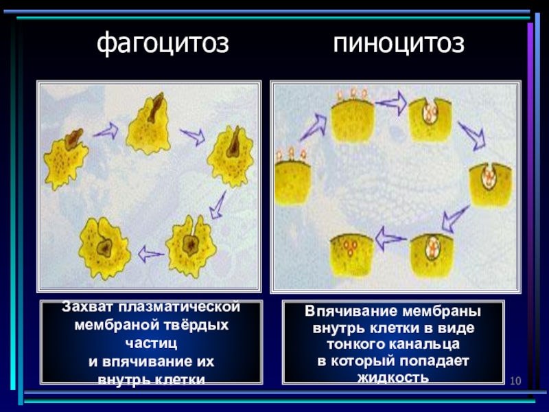 Поглощение клеткой твердых пищевых частиц. Захват мембраной клетки твердых. Захват твёрдой частицы это. Захват клеткой твердых частиц. Фагоцитоз мембраны.
