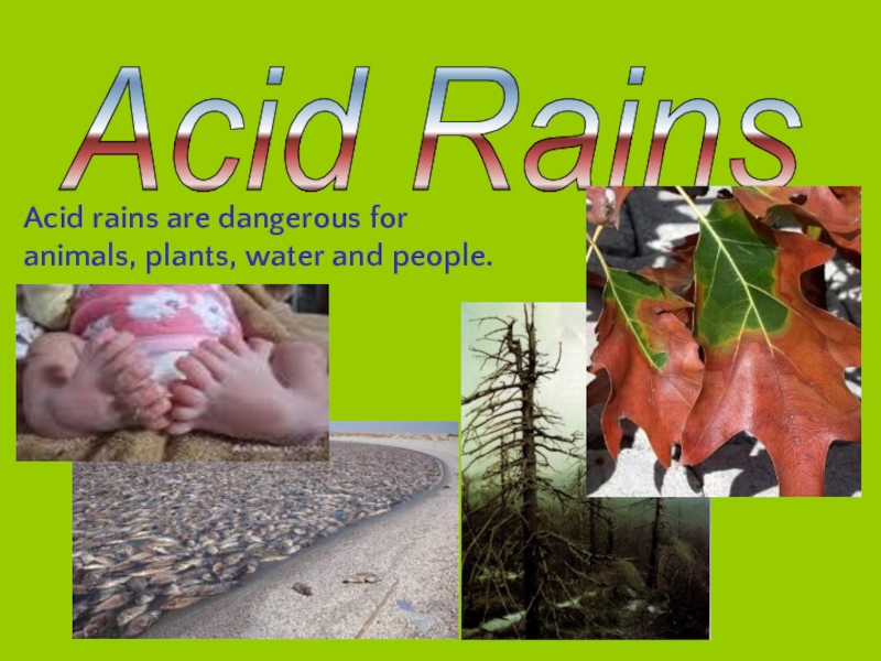 Текст по английскому 7 класс acid rain. Спотлайт 7 кл acid Rain. Перевод текста по английскому языку 7 класс acid Rain. Animals and Plants английский аудио 7 класс часть 2.