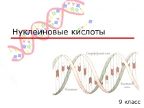 Презентация по биологии Нуклеиновые кислоты (9 класс)