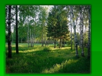 Презентация по ОМ Какие растения растут в лесу 4 класс Планета знаний