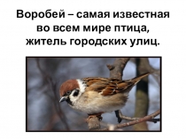 Презентация проекта Пернатые друзья. Воробей Шац Доминика