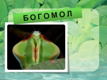 Презентация к уроку окружающий мир.