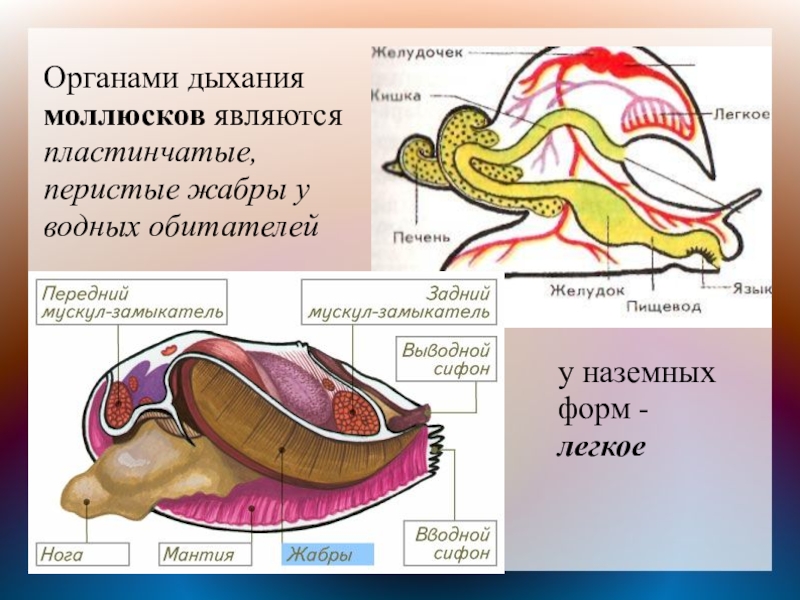 Презентация на тему органы дыхания животных