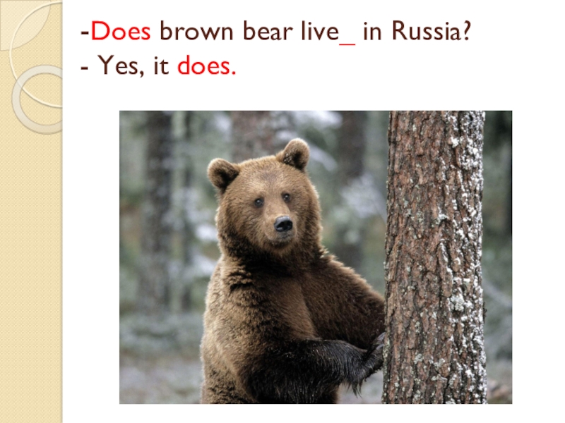 Bears live in