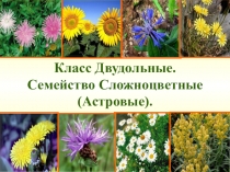 Презентация по биологии Класс Двудольные. Семейство Сложноцветные (Астровые)