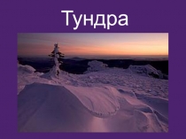 Презентация по окружающему миру по теме Тундра (4 класс, УМК Перспективная начальная школа