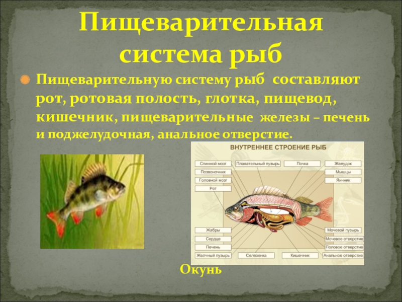 Пищеварительная система класса рыб