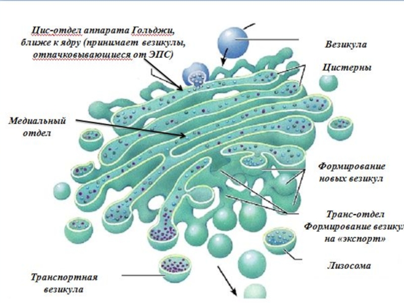 Лизосомы образуются из пузырьков комплекса гольджи. Гладкая эндоплазматическая сеть Гольджи. Вакуолярная система органоиды клетки. Цистерны эндоплазматической сети. ЭПС И комплекс Гольджи.