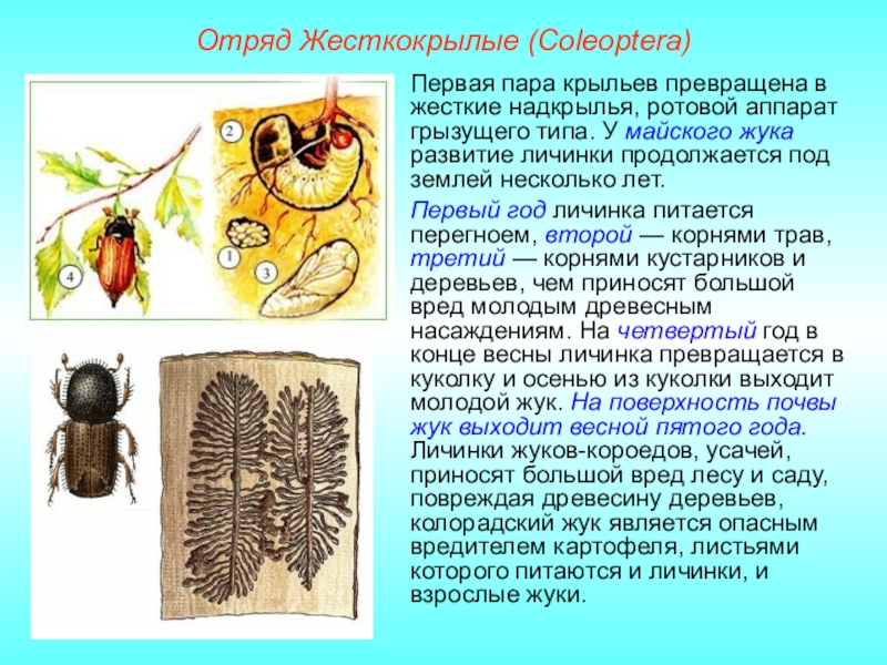 Жизненный цикл майского жука схема