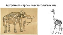 Презентация по биологии в 7 классе. Внутреннее строение млекопитающих. Скелет