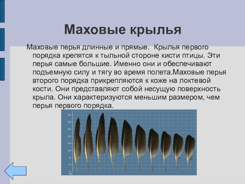 Прямое крыло. Маховые перья. Маховые перья первого порядка. Маховые перья крыла. Маховые перья на крыльях.