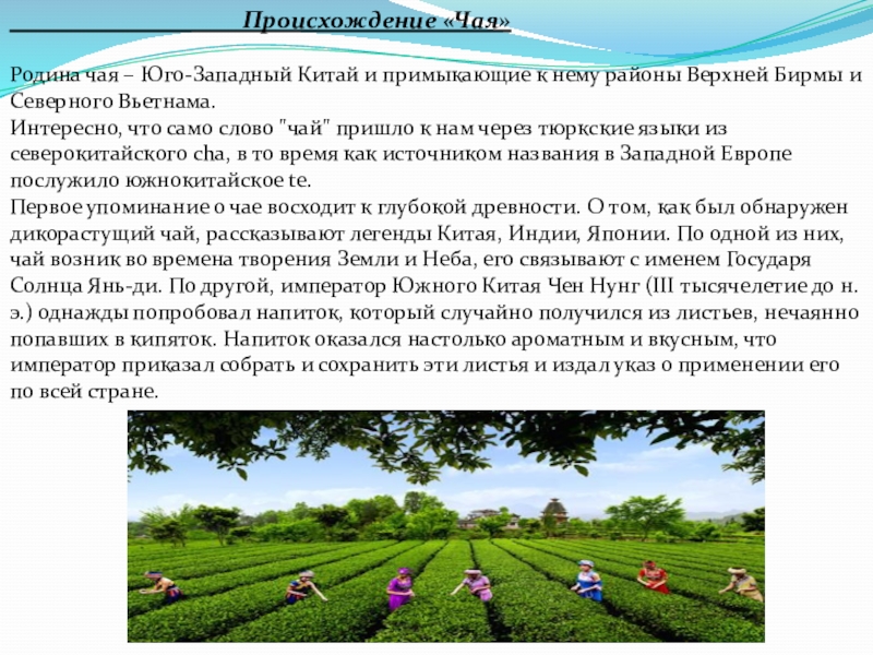 Китай 6 класс. Чай Родина происхождения. Презентация Родина чая Китай. Родина чая Китай диктант. Китай Родина чая доклад.