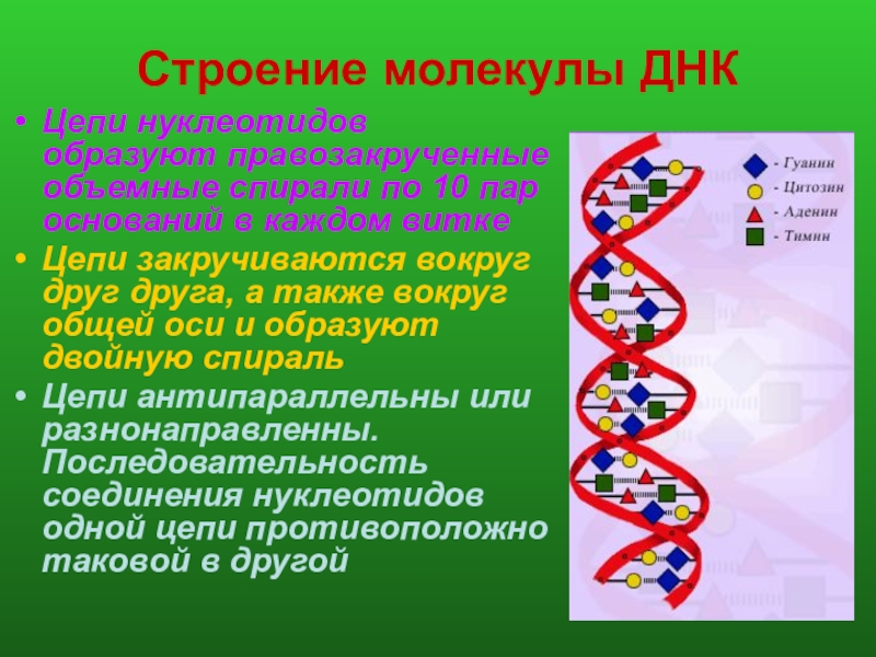 Строение днк и рнк кратко и понятно презентация