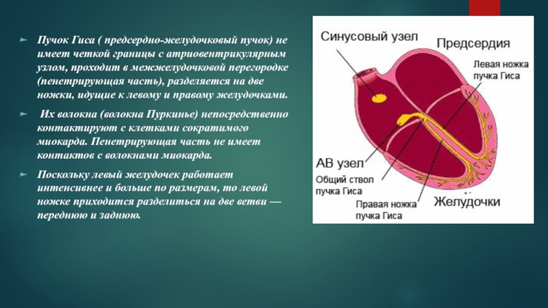 Предсердно желудочковый клапан это