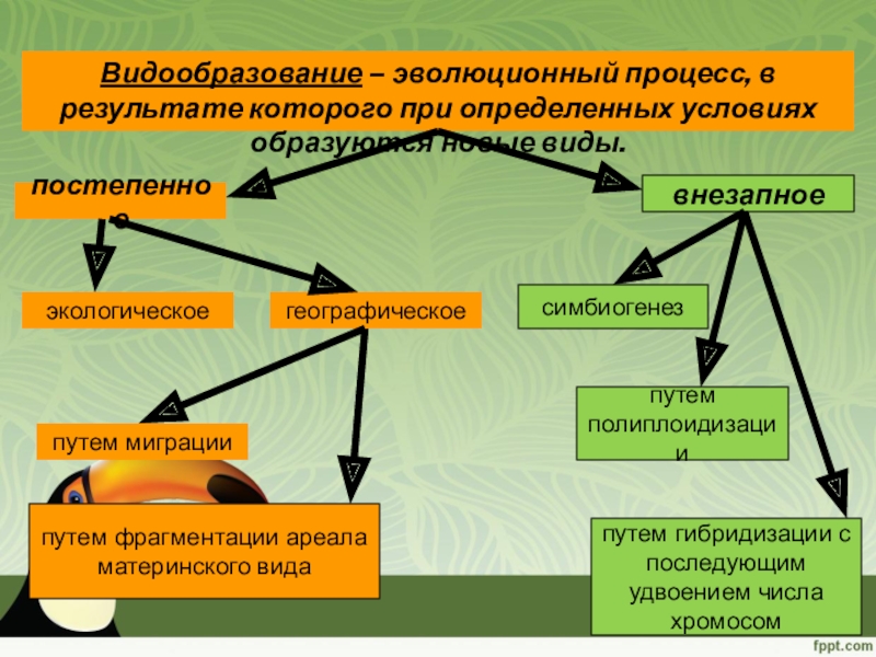 Восточная область биология 11 класс презентация