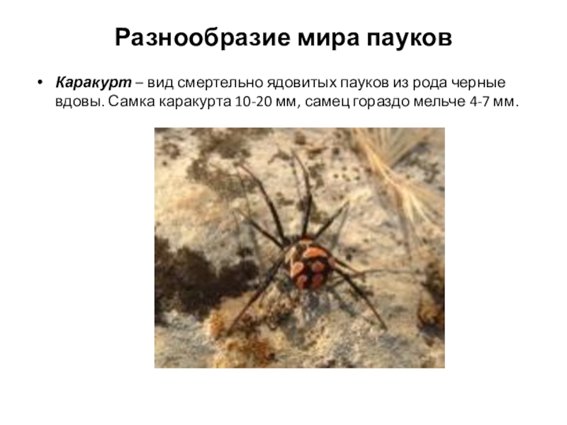 Процесс размножения паукообразных. Разнообразие пауков. Картинки ядовитых пауков. Размножение паукообразных. Ковид смертелен